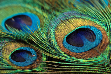 Fototapeta premium Vibrant and intricate natural pattern of iridescent blue and green peacock feathers highlighting detailed feather barb structure in close view