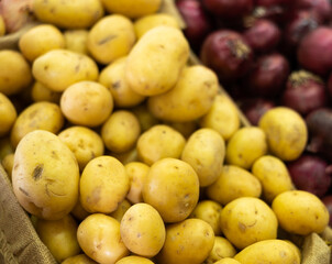 Lot of high quality organic Netherlandish or Turkish potatoes is laid out on shop window. Variation of potatoes are presented in greengrocers shop. .