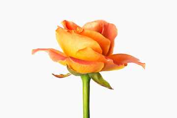 Coral rose isolated on white background.