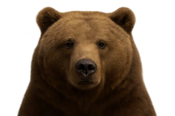 Brown bear close-up portrait on transparent background, head shot view