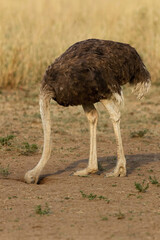 ostrich bird animal scient. name Struthio camelus AI generated