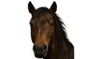 Fototapeta premium Brown horse head portrait with transparent background, equine closeup