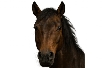 Brown horse head portrait with transparent background, equine closeup