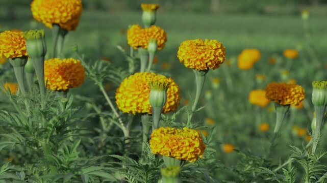 Golden Petals  A Blossom of Majesty