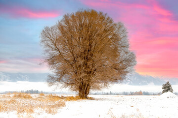lonely tree in a cold winter field