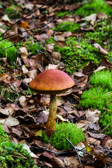 Mushroom growing on soft forest moss in natural autumn woodland setting. Quiet observation of wild mushroom outdoors, earthy tones, calm mood, forest undergrowth, seasonal nature concept