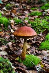 Mushroom growing on soft forest moss in natural autumn woodland setting. Quiet observation of wild mushroom outdoors, earthy tones, calm mood, forest undergrowth, seasonal nature concept