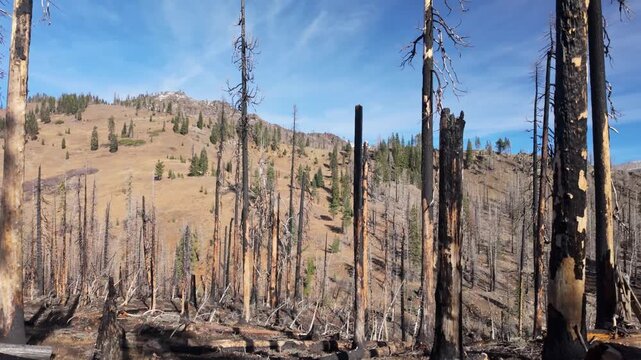 This somber view captures the vast, blackened forest and stark landscape of Lassen Volcanic National Park impacted by the 2021 Dixie Fire