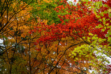 Colorful Autumn Maple Leaves at Oguni Shrine / 小国神社の色鮮やかな紅葉