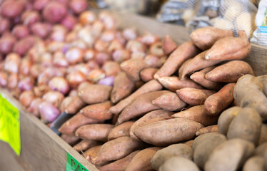 Raw sweet potatoes are in a box on the counter at the market. Farm batatas in the supermarket