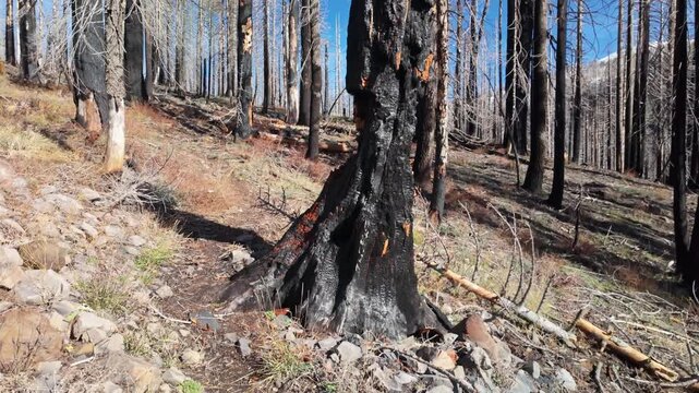 This somber view captures the vast, blackened forest and stark landscape of Lassen Volcanic National Park impacted by the 2021 Dixie Fire