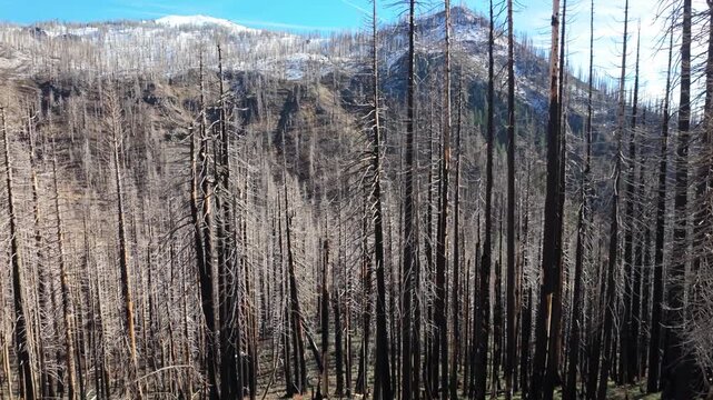 This somber view captures the vast, blackened forest and stark landscape of Lassen Volcanic National Park impacted by the 2021 Dixie Fire