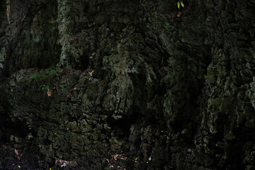 Dark Green Moss Covered Rocky Surface With Textured Detail Outdoors