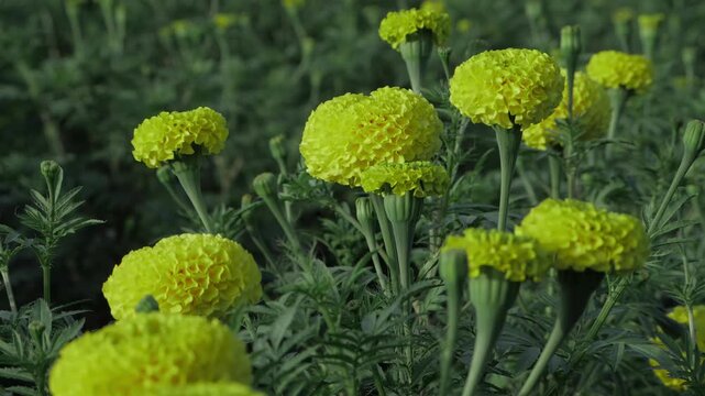 Vibrant Indian Mari Gold Flowers  A Blossom Extravaganza