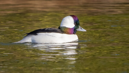 Bufflehead Duck on the lake