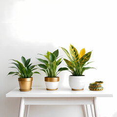 Fototapeta premium plant in a pot