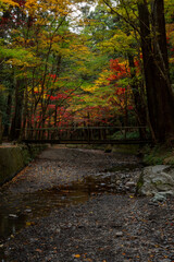 Autumn Colors at Ooguni Shrine Forest / 小国神社の紅葉に染まる森の風景