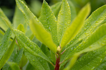 Fresh young shoot with leaves covered in rain droplets