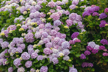 Purple and pink hydrangea macrophylla bushes in full bloom