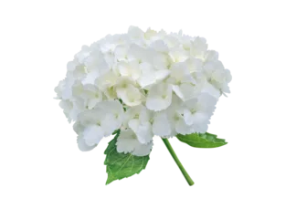 Fotobehang Hortensia White bigleaf hydrangea inflorescence isolated transparent png. Hydrangea macrophylla. Hortensia Flower.  © photohampster