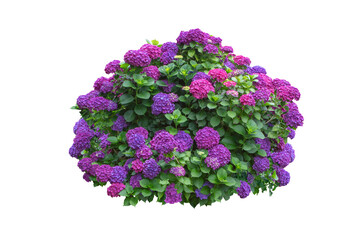 Purple hydrangea macrophylla bush isolated transparent png