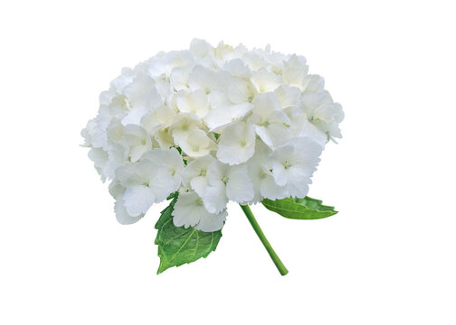 White bigleaf hydrangea inflorescence isolated transparent png. Hydrangea macrophylla. Hortensia Flower.