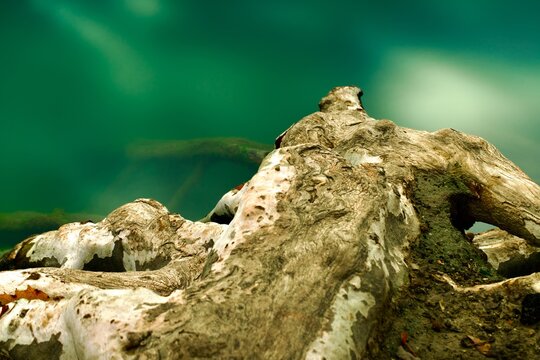 Raices de un arbol en el rio.