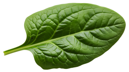 Close up of a fresh green spinach leaf with prominent veins on white background