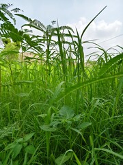 green grass and blue sky