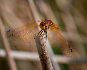 La libélula de la imagen es probablemente un macho de Trithemis annulata (libélula violeta o aliblanca violeta) o Trithemis arteriosa (libélula de venas rojas). 