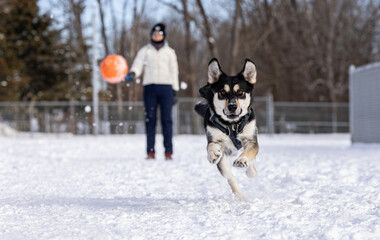 Dog fetching ball in winter