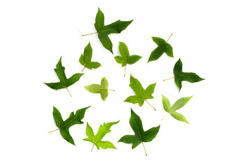 Maple green leaves on a white background.