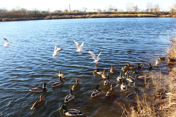 birds on the lake, albatross gulls in the sky and wild ducks swimming in the water