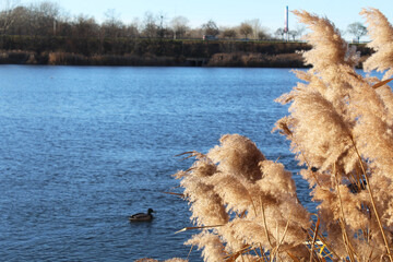 dry reeds in the water and blue sky