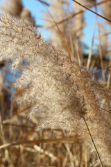 dry reeds in the water and blue sky