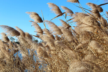 dry reeds and blue sky