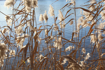dry reeds in the water and blue sky