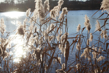 dry reeds in the water and blue sky