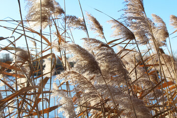 dry reeds in the water and blue sky