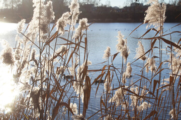 dry reeds in the water and blue sky
