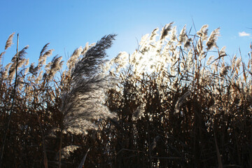 dry reeds in the water and blue sky