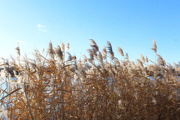 dry reeds in the water and blue sky
