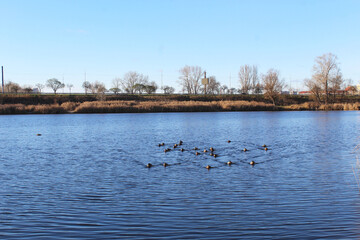 Ducks swim on the riverbank in the city park