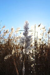 dry reeds in the water and blue sky
