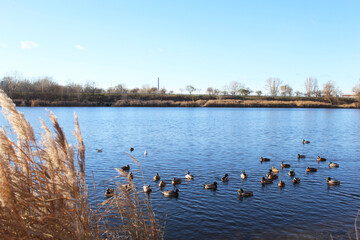 Ducks swim on the riverbank in the city park