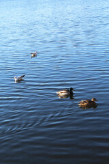 Wild ducks swimming in the water on the lake