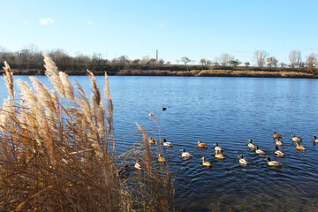 Wild ducks swimming in the water on the lake