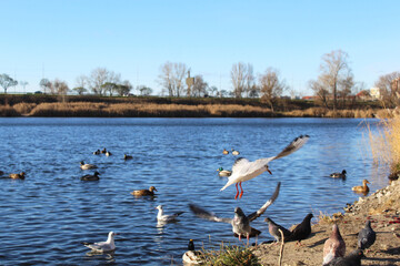 Wild ducks and albatrosses on the water in a city lake in autumn