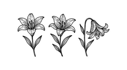 Elegant Black and White Lily Flower Line Art Illustration