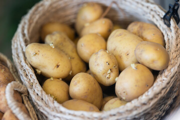 Farm potatoes in a basket on the market stall. Abundant selection of potatoes in the supermarket. Fresh vegetables and products in the store
